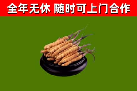井陉矿回收散虫草